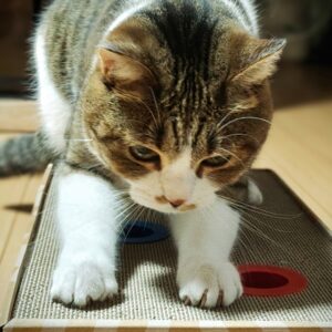 爪を研ぐ猫
