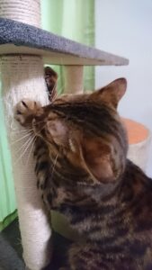 爪とぎする猫