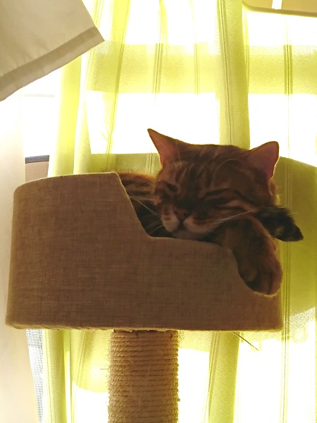 キャットタワーで眠る猫