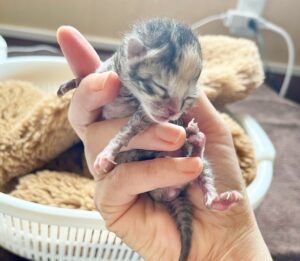 子猫