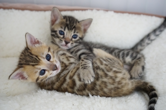 子猫